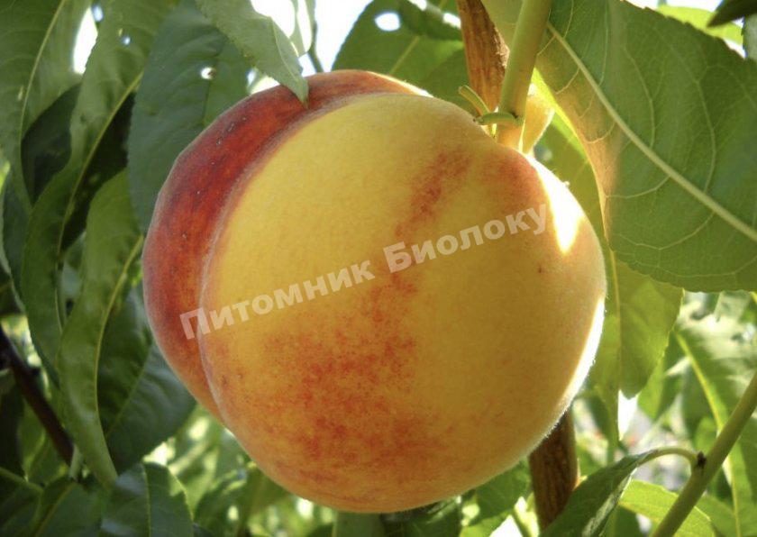 Персик Ветеран