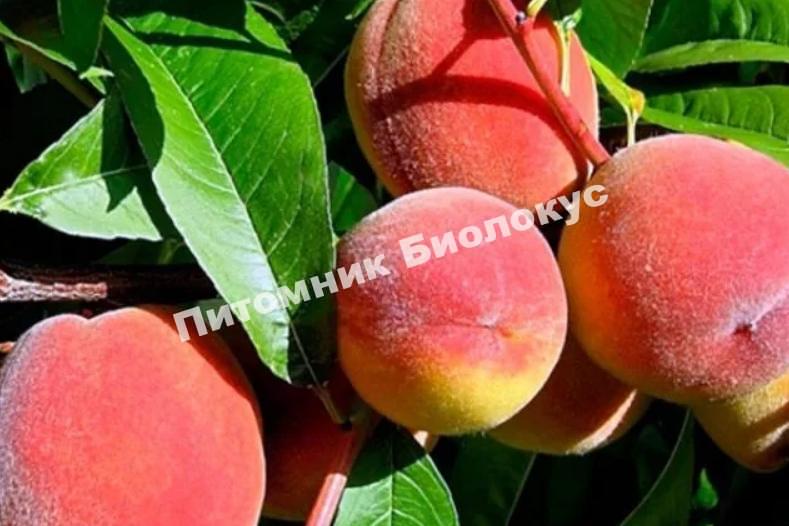 Персик Воронежский