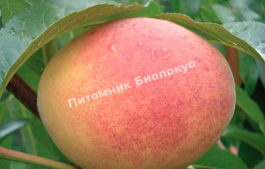 Персик Золотой Юбилей