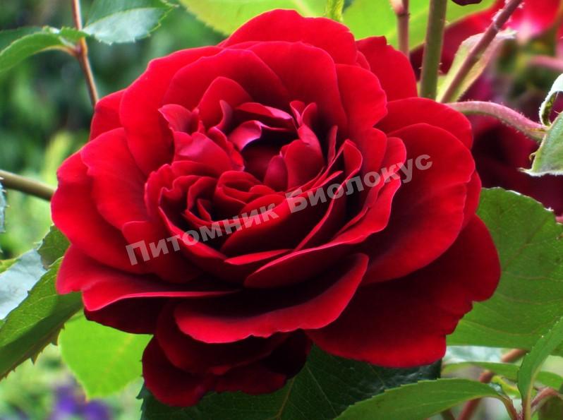 Роза Амадеус