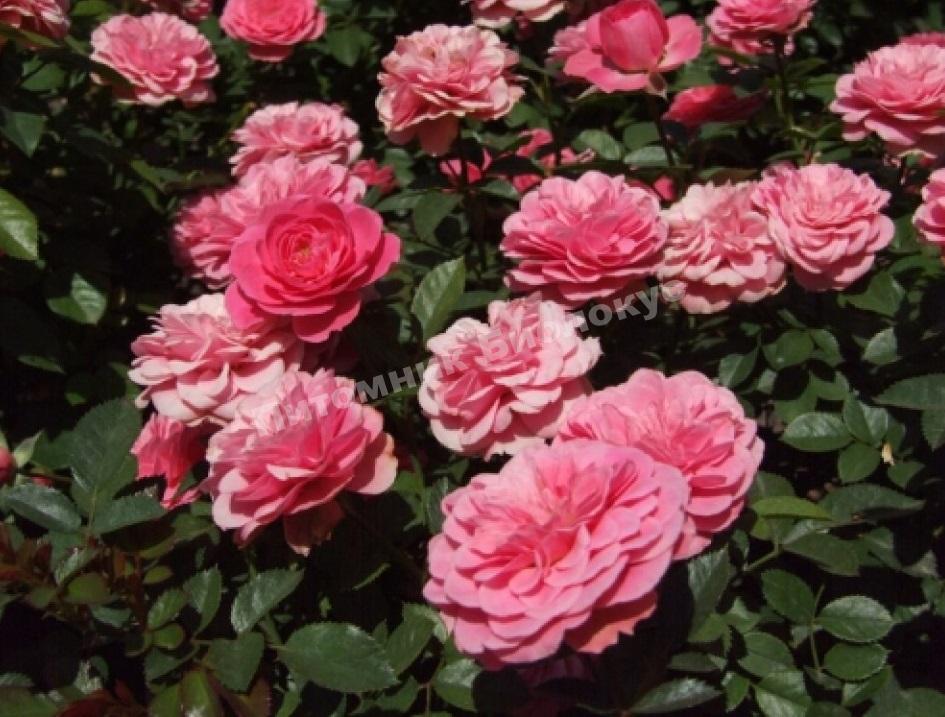 Роза Амулет