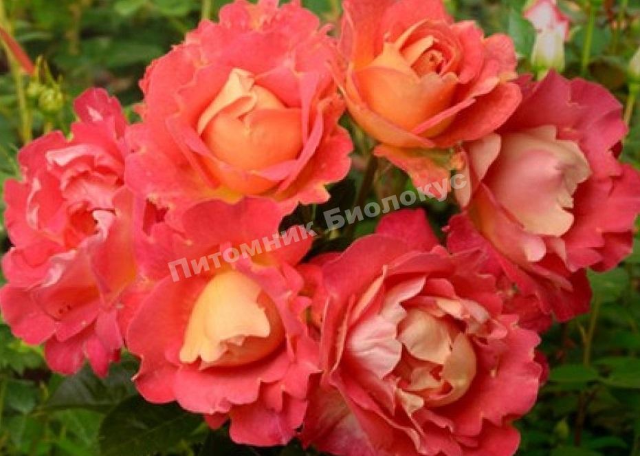 Роза Арлекин