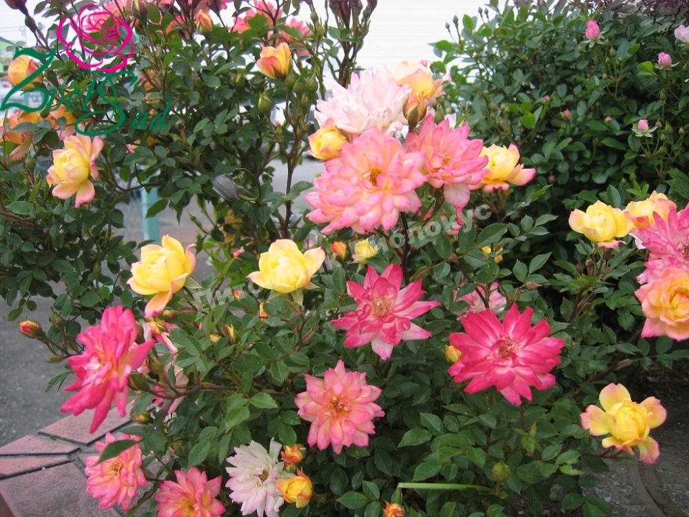 Роза Беби Маскарад