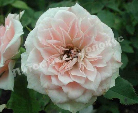 Роза Даниэлла