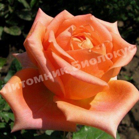 Роза Эльдорадо