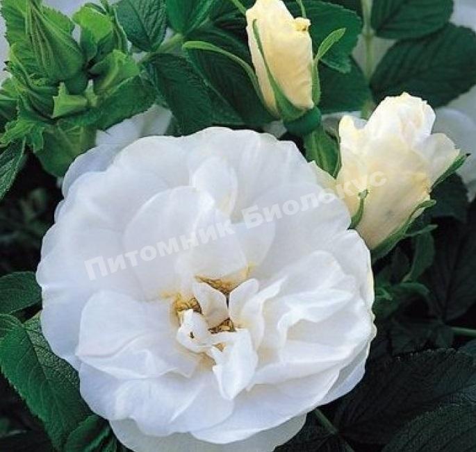 Роза Франсин Остин