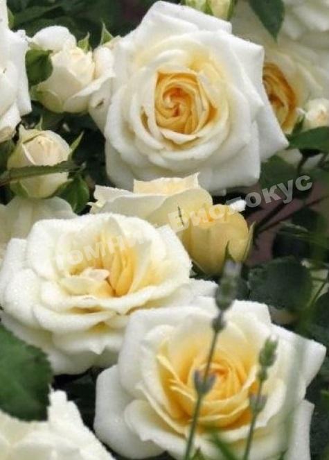 Роза Ханимилк