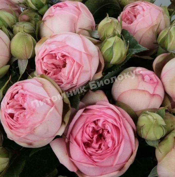 Роза Пиано Чарминг