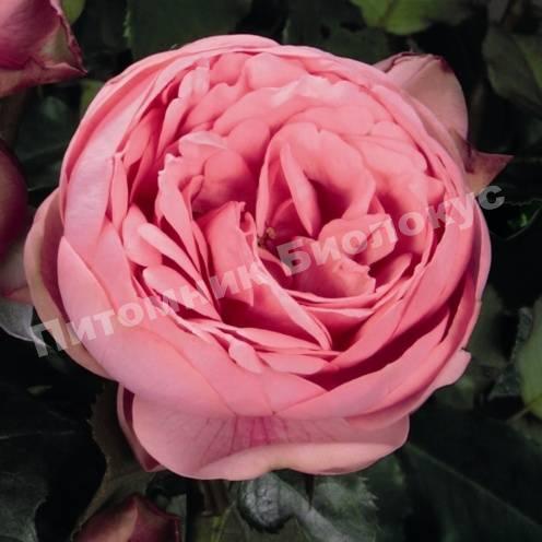 Роза Пиано Хеппи