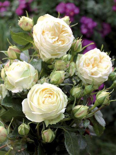 Роза Пиано Веддинг