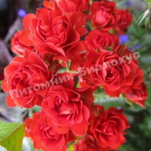 Роза Скарлет Мейяндекор