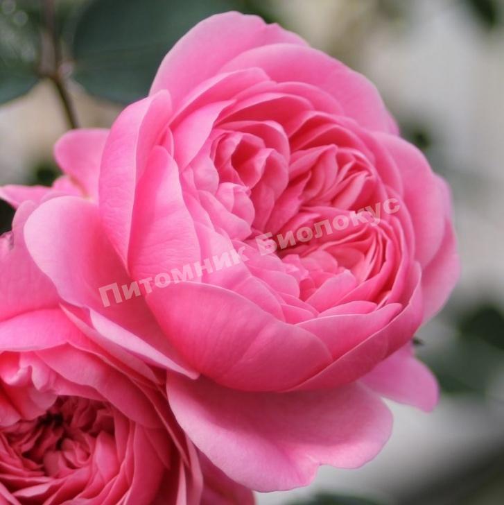 Роза Cтарлет Роуз Ева