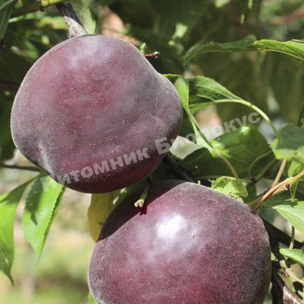 Абрикос Мелитопольский чёрный