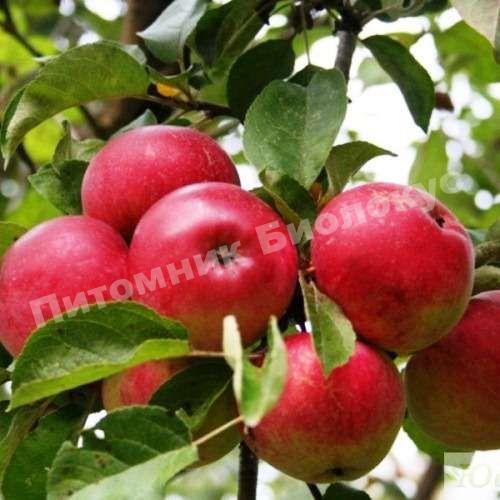 Яблоня Скала