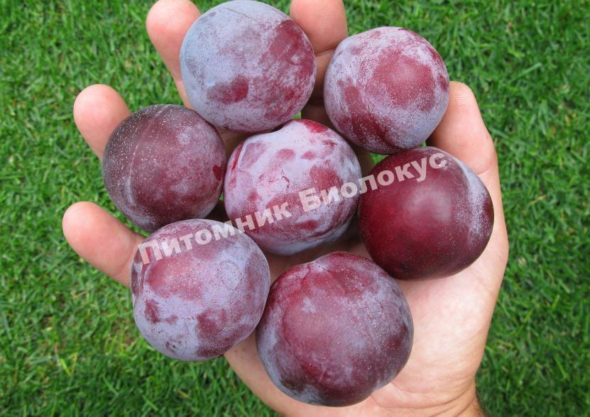 Cлива Аленушка