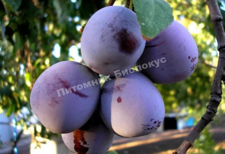 Cлива Анна Шпет