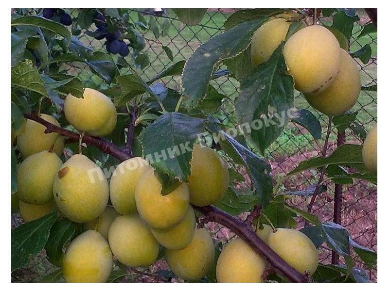 Cлива Джефферсон