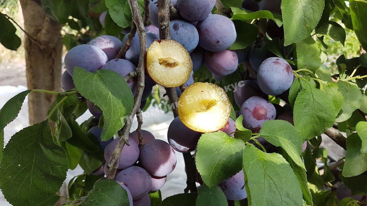 Cлива Герман