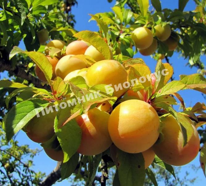 Cлива Медовая