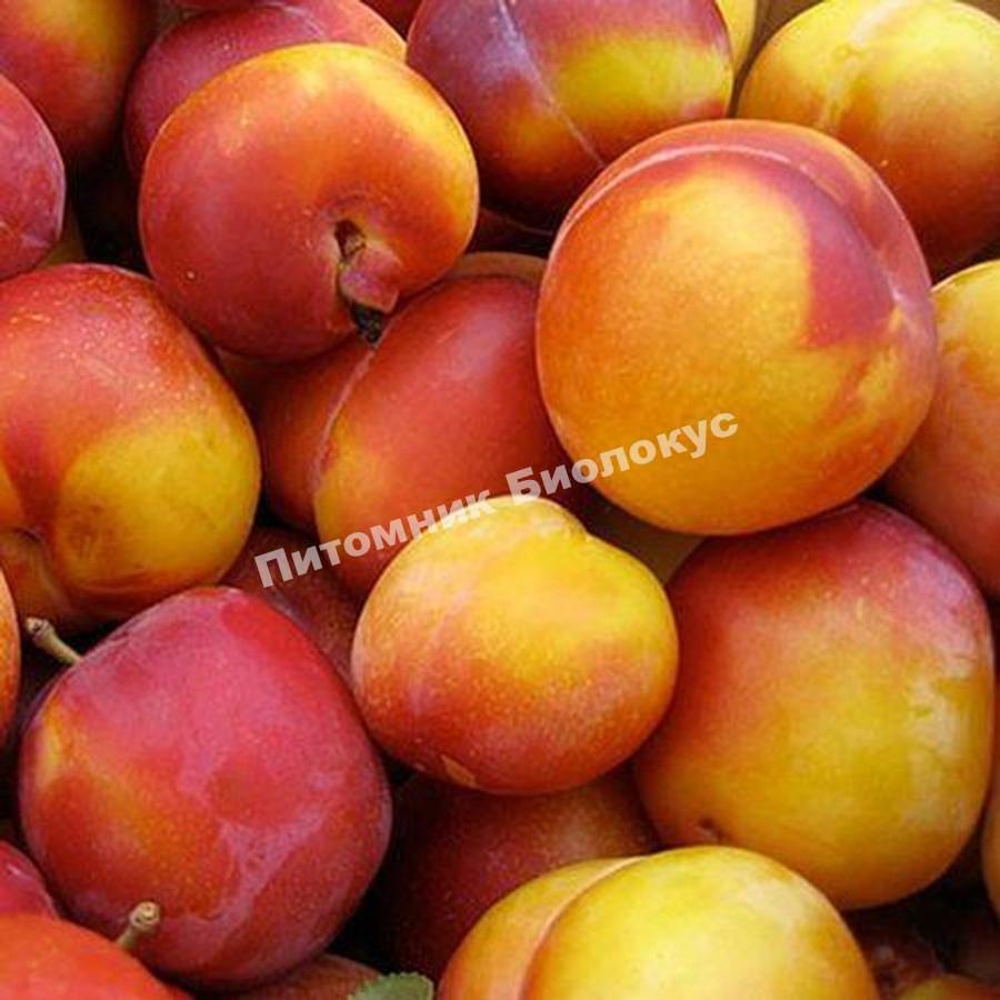 Cлива Персиковая