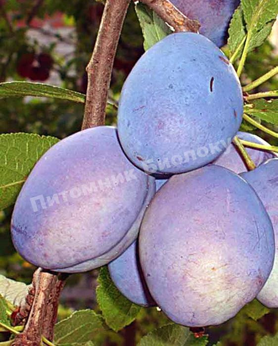 Cлива Валор