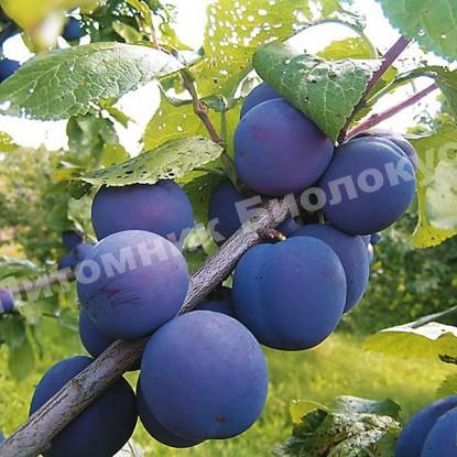 Cлива Венера