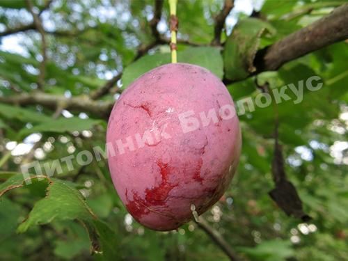 Cлива Венгерка московская