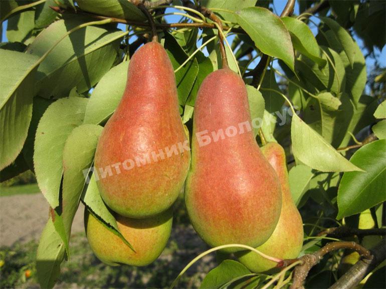 Груша Талгарская красавица