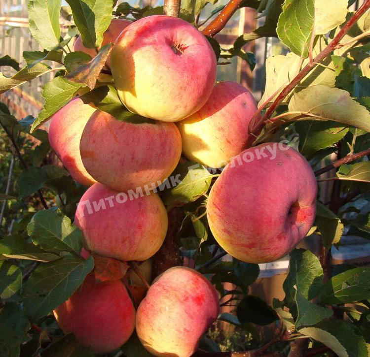 Яблоня Услада