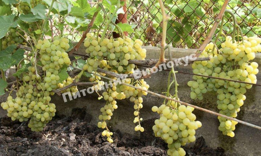Виноград Кишмиш Мускатный