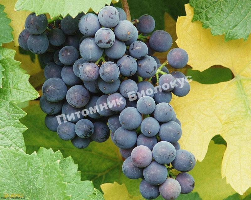 Виноград Муромец