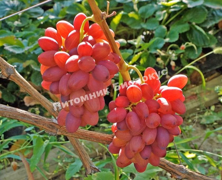 Виноград Награда