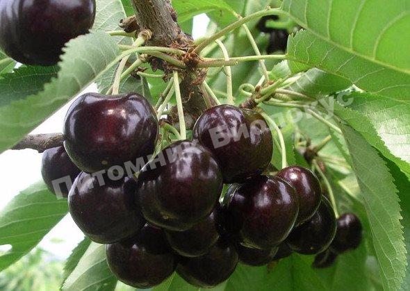 Вишня Черная крупная