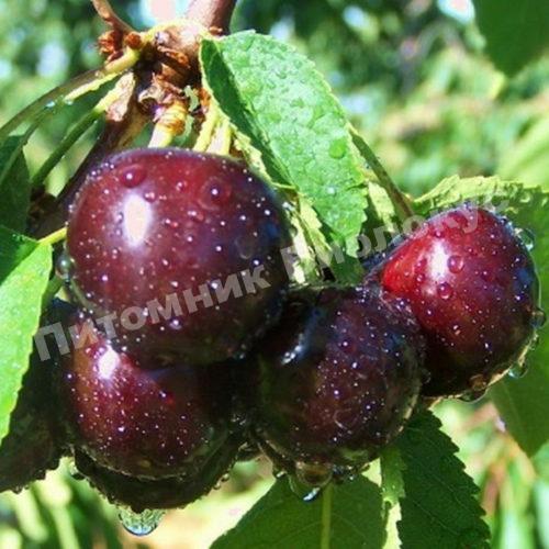 Вишня Чернокорка