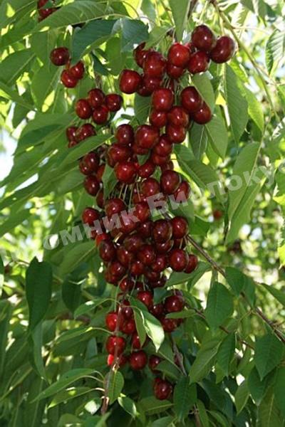 Вишня колоновидная Хелена