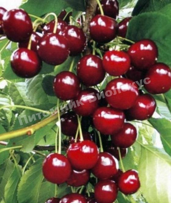 Вишня колоновидная Королева