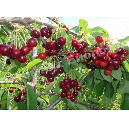 Вишня Лозновская