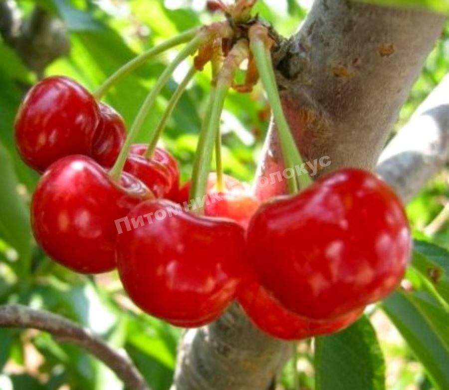 Вишня Любская