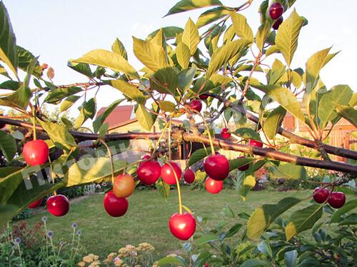 Вишня Малиновка