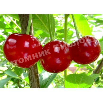 Вишня Мелитопольская десертная