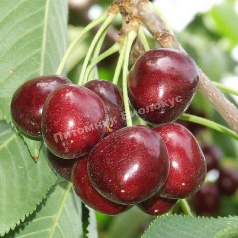 Вишня Мичуринская