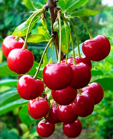 Вишня Молодежная