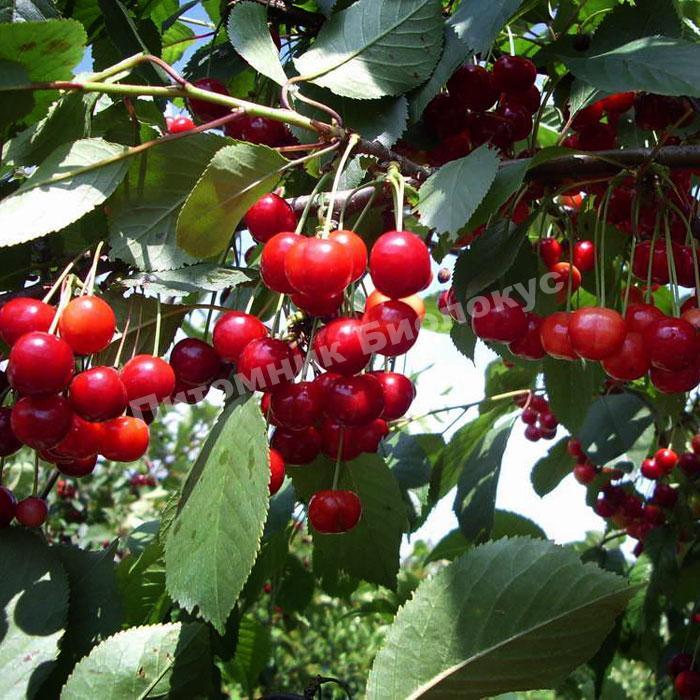 Вишня Новелла