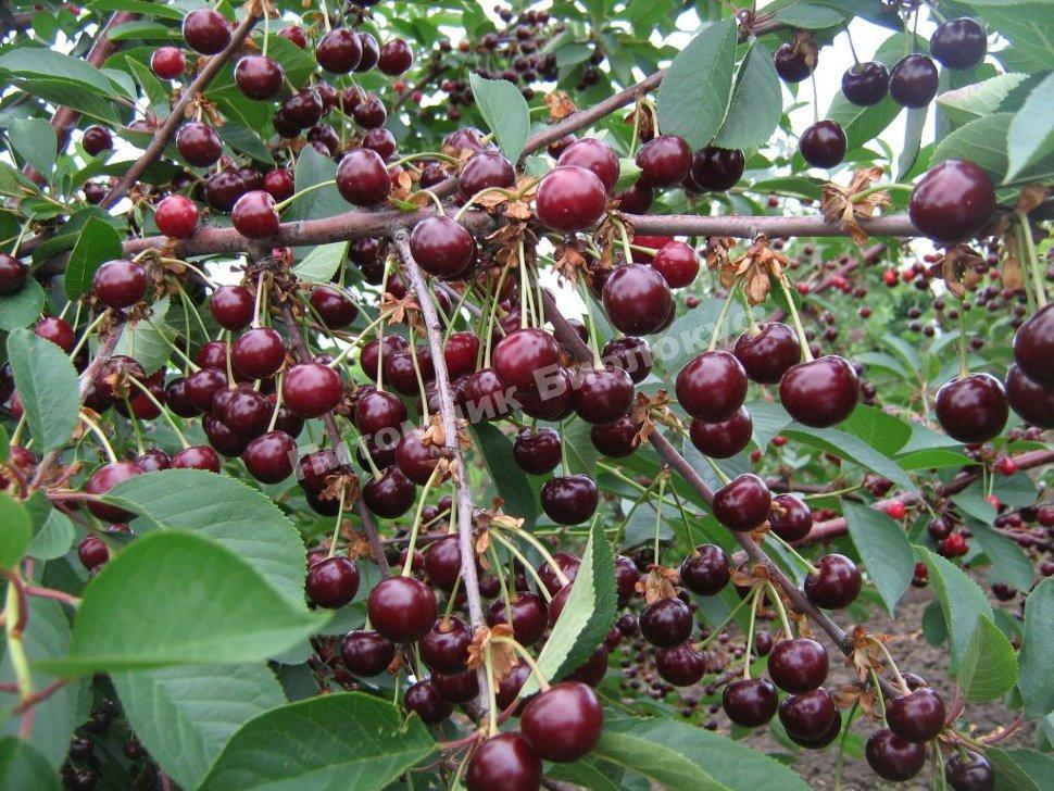 Вишня Память Ворончихиной