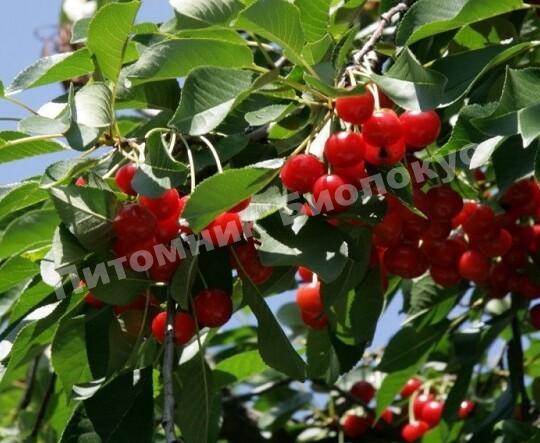 Вишня Подбельская