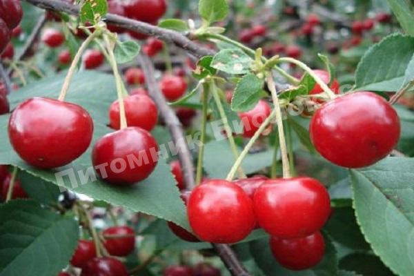 Вишня Причуда