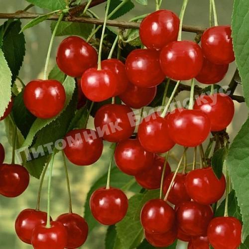 Вишня Прима