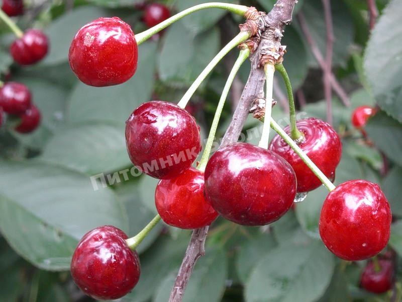 Вишня Призвание