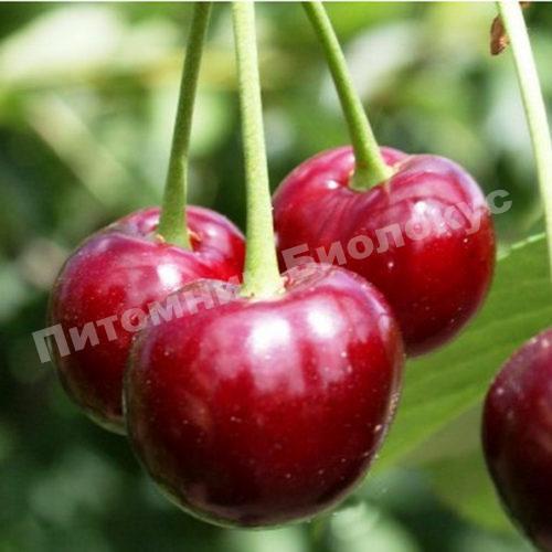 Вишня Радонеж