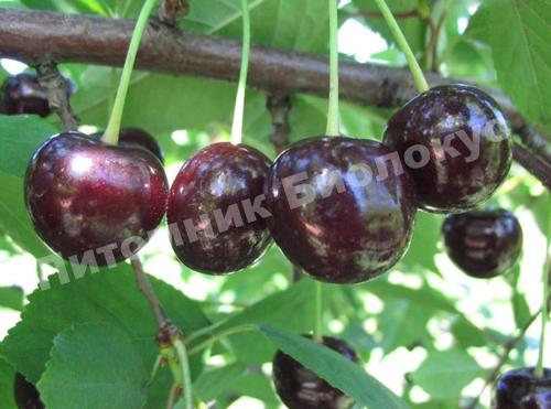 Вишня Россошанская